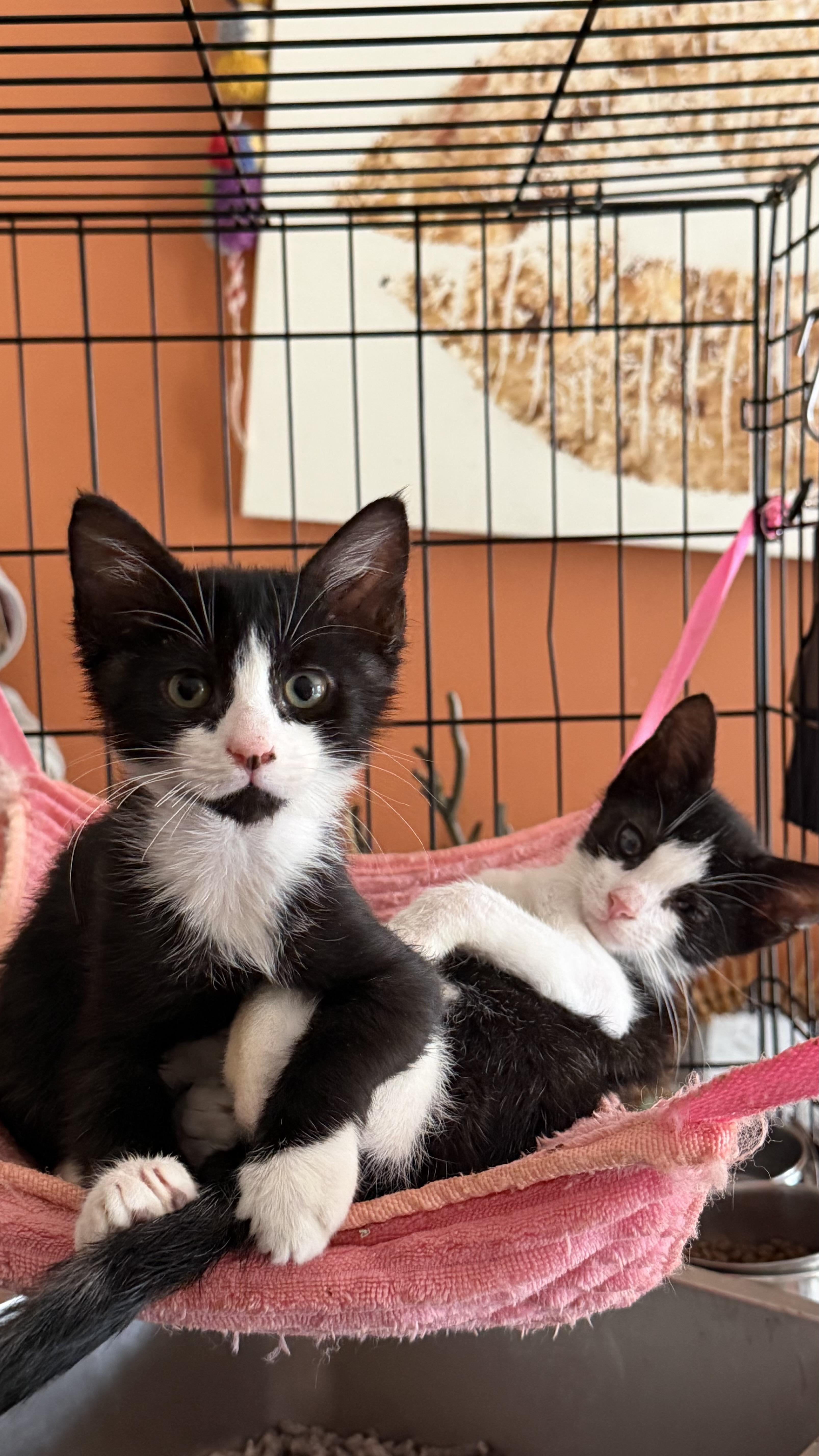 Bugs and Peekaboo, a ADOPTABLE Domestic Short Hair in Brooklyn, NY image 2/4