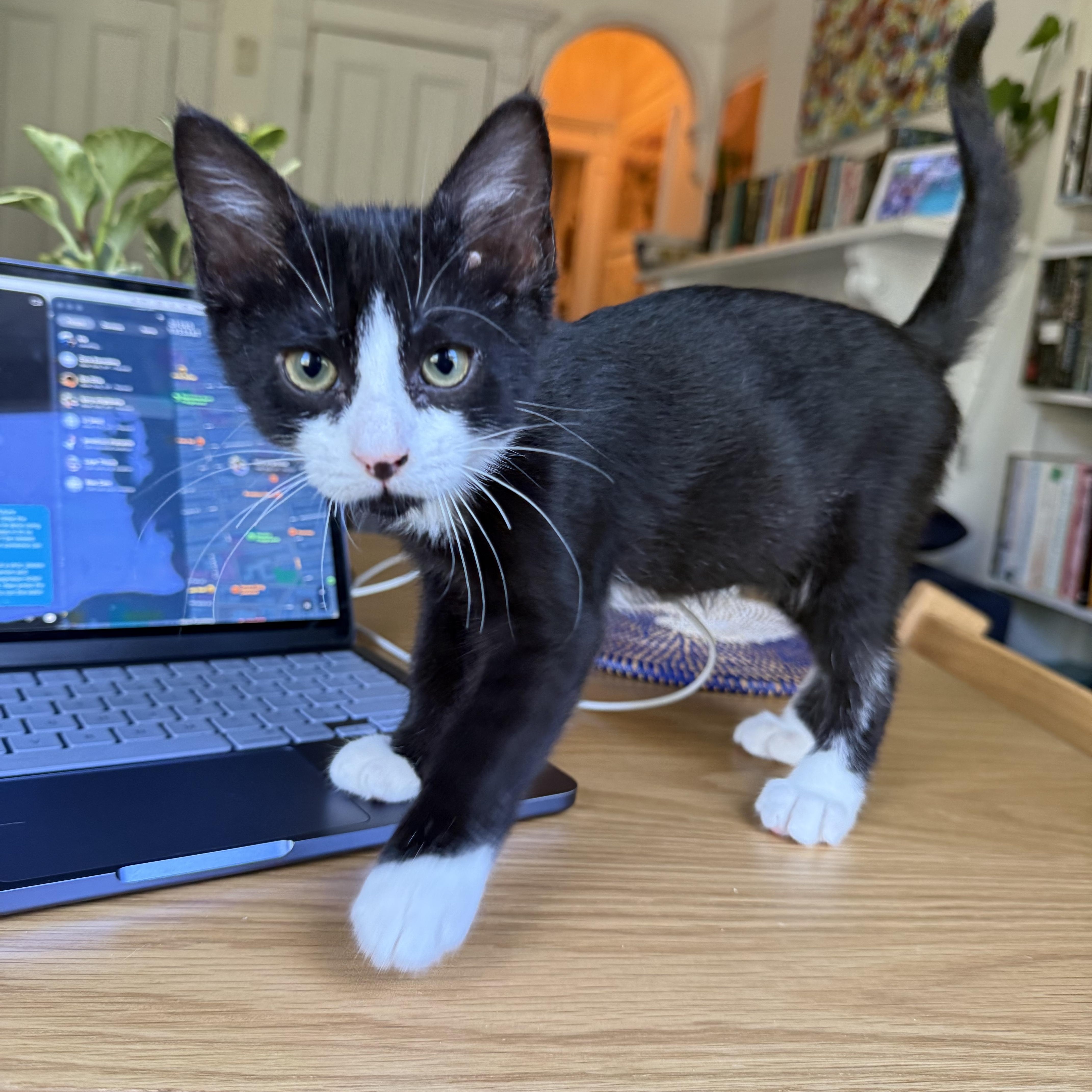 Bugs and Peekaboo, ADOPTABLE, Kitten Male Domestic Short Hair.