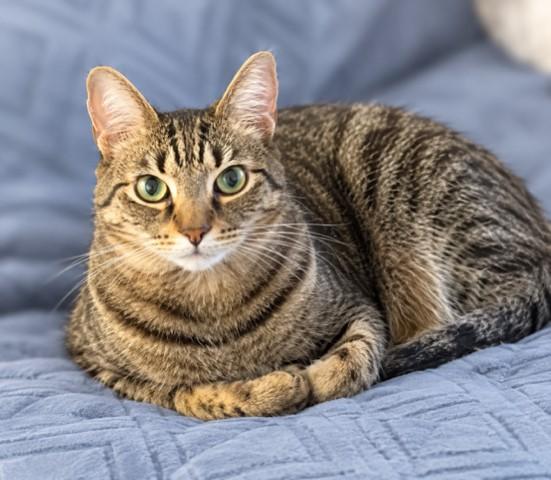 Enlarge Tiger, a Adoptable mixed breed in Lake Monroe, FL image 4/4