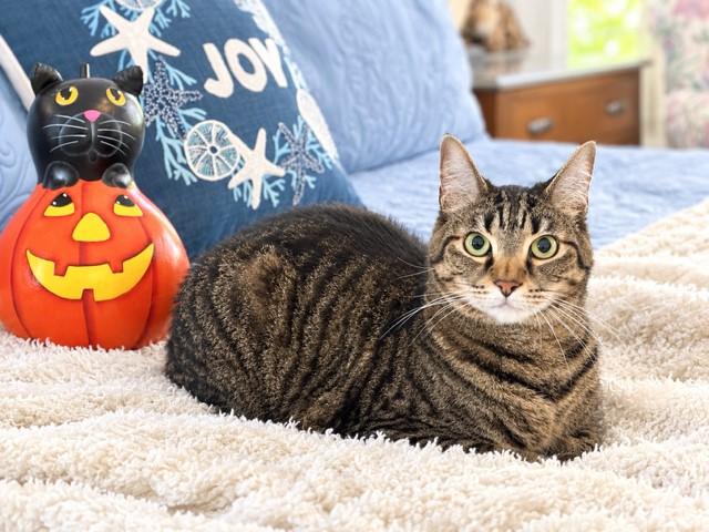 Enlarge Tiger, a Adoptable mixed breed in Lake Monroe, FL image 2/4