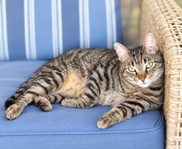 Enlarge Tiger, a Adoptable mixed breed in Lake Monroe, FL image 1/4