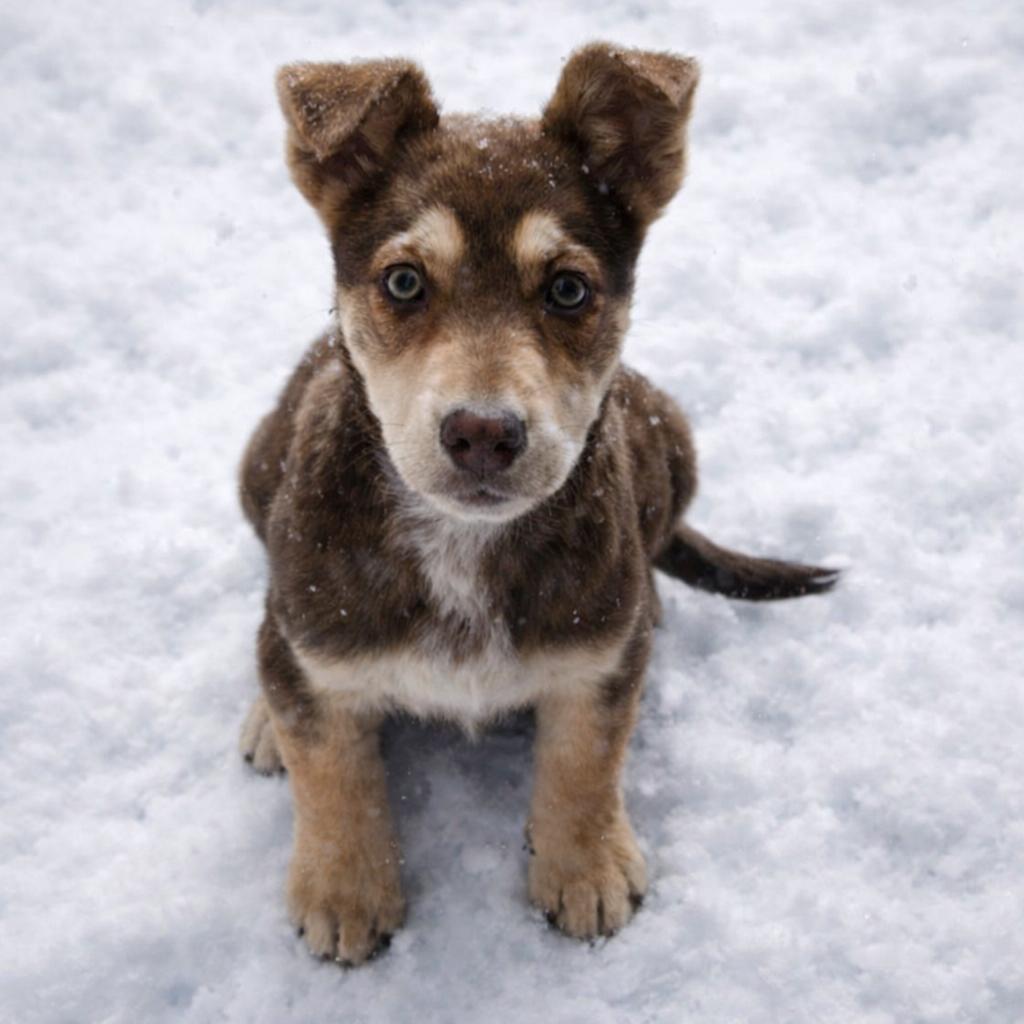 Enlarge Luba Duba, an adopted mixed breed in Seattle, WA image 2/6