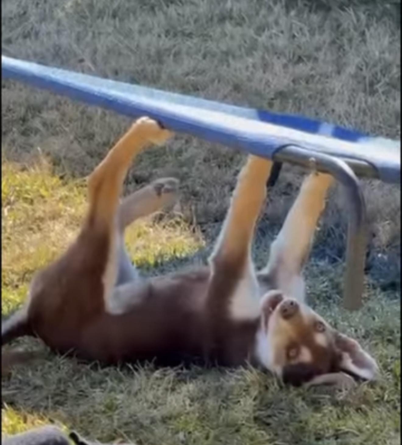 Enlarge Luba Duba, an adopted mixed breed in Seattle, WA image 6/6