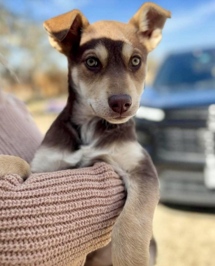 Enlarge Luba Duba, an adopted mixed breed in Seattle, WA image 3/6