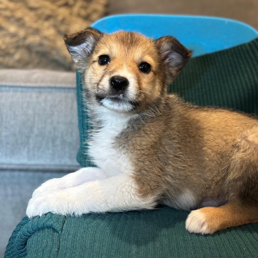 Nysa, Adoptable, Puppy Female Border Collie.