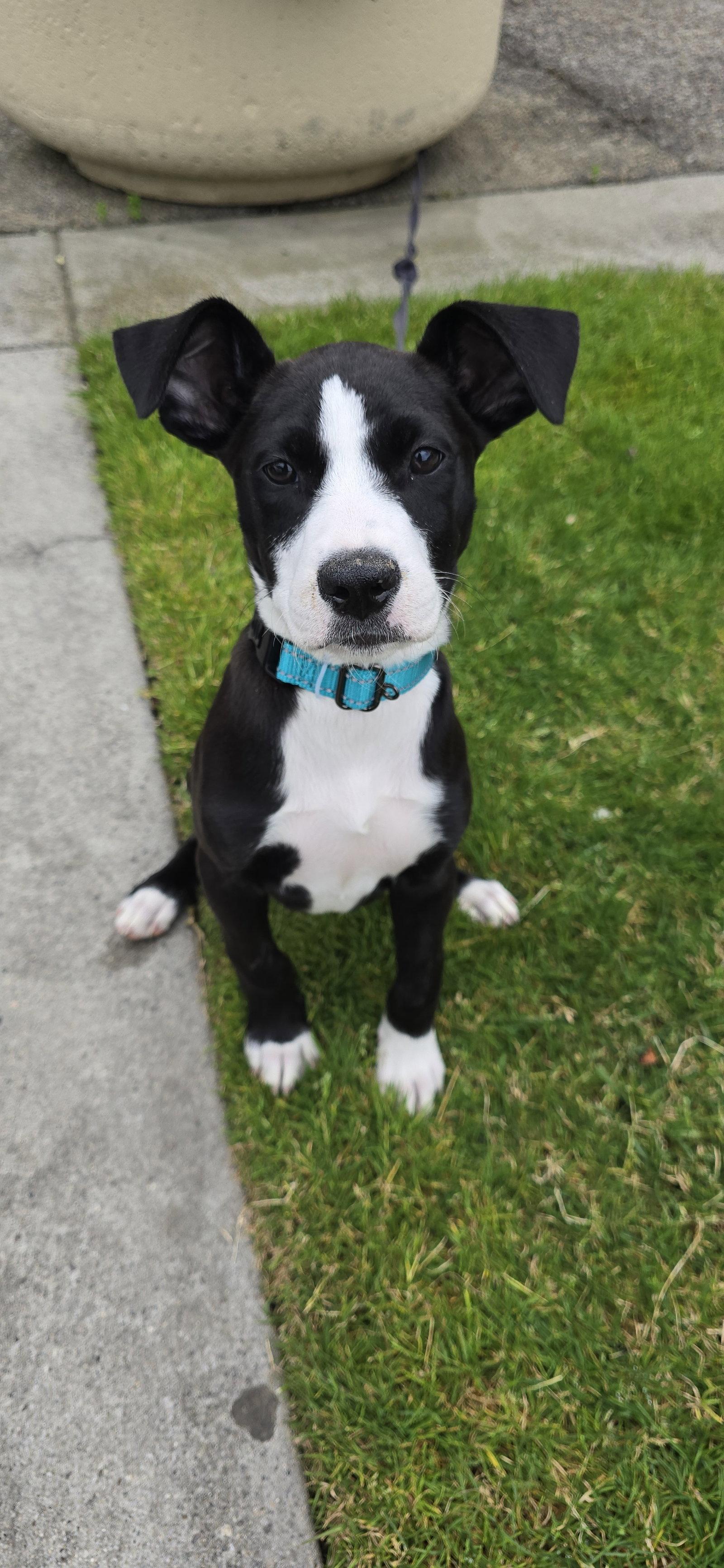 Polly, Adoptable, Young Female Border Collie & Pit Bull Terrier.