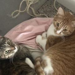 Enlarge Liam Sun, a Adoptable Domestic Short Hair in Houston, TX image 1/3