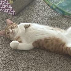 Enlarge Liam Sun, a Adoptable Domestic Short Hair in Houston, TX image 3/3