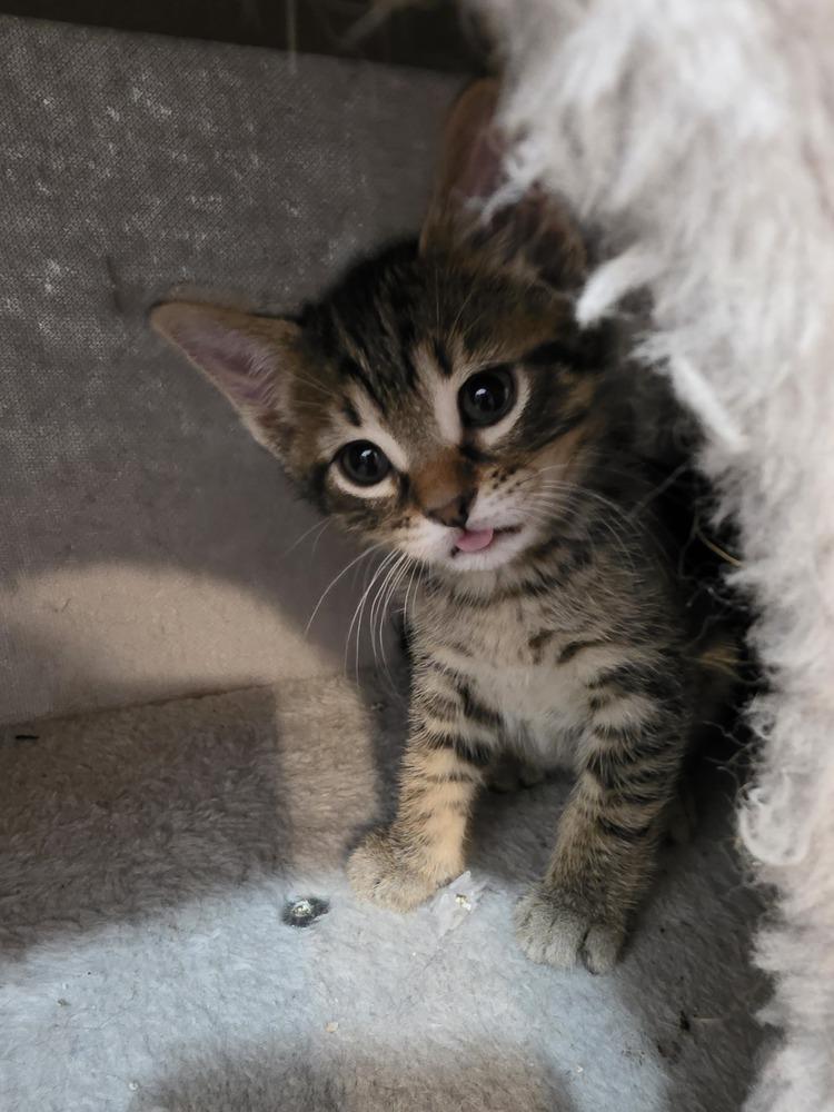 Enlarge Chex, a Adoptable mixed breed in Wild Rose, WI image 3/3