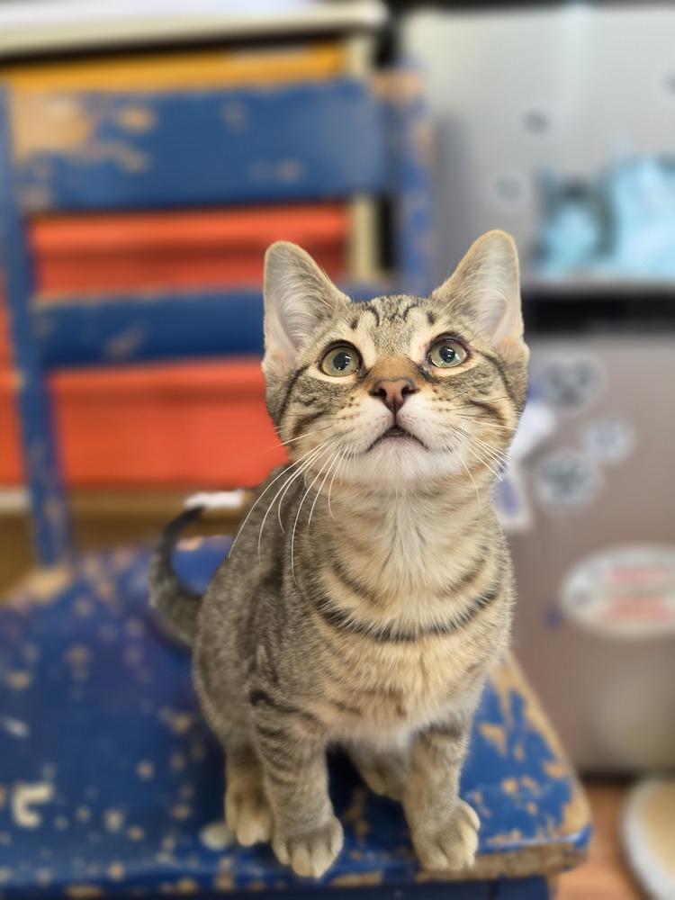 Chex, Adoptable, Young Male Domestic Short Hair.