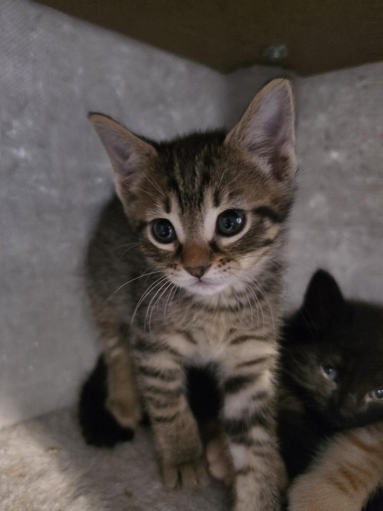 Enlarge Chex, a Adoptable mixed breed in Wild Rose, WI image 2/3