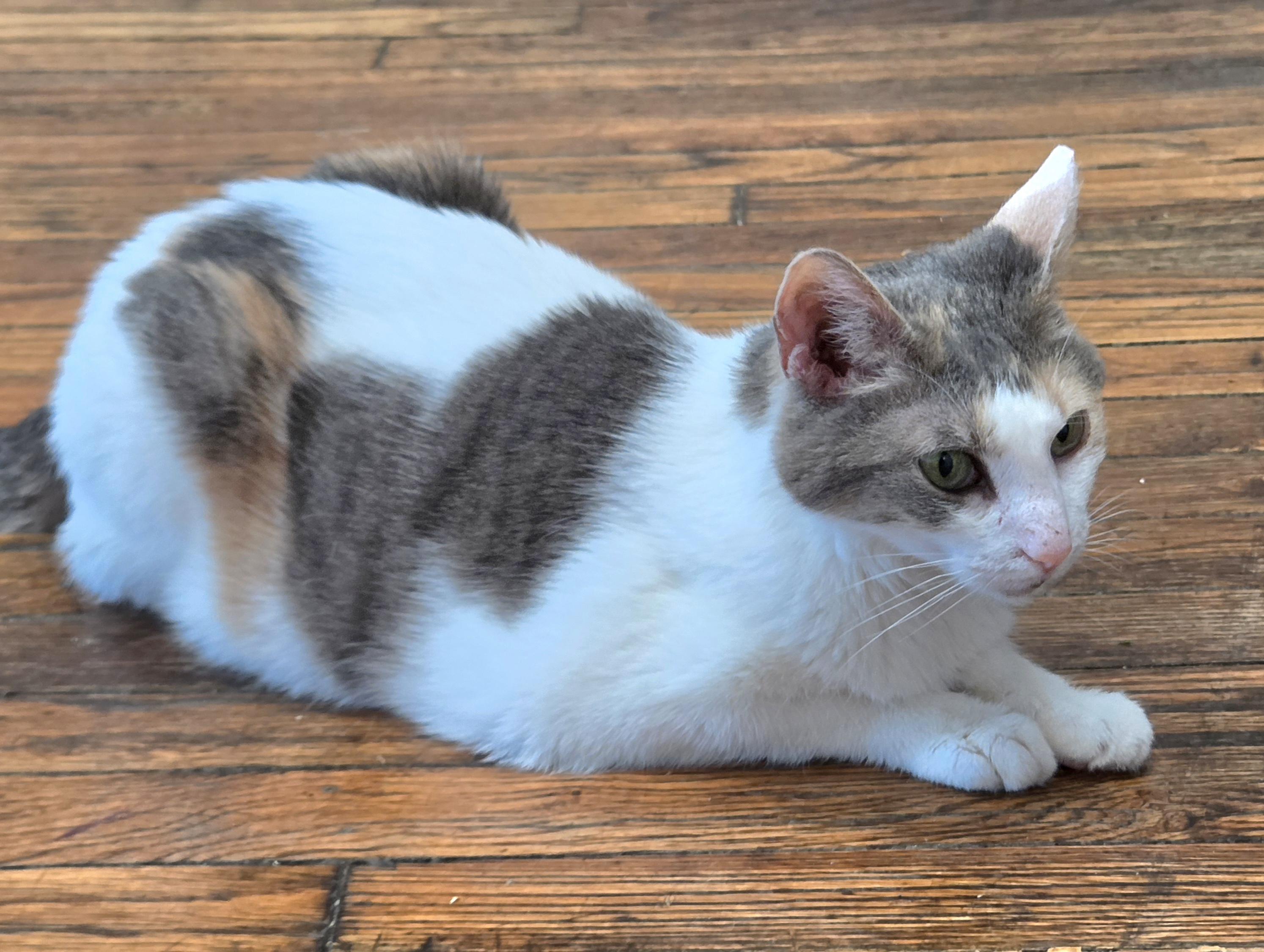 Luna, an adoptable Domestic Short Hair in Syracuse, NY image 3/5