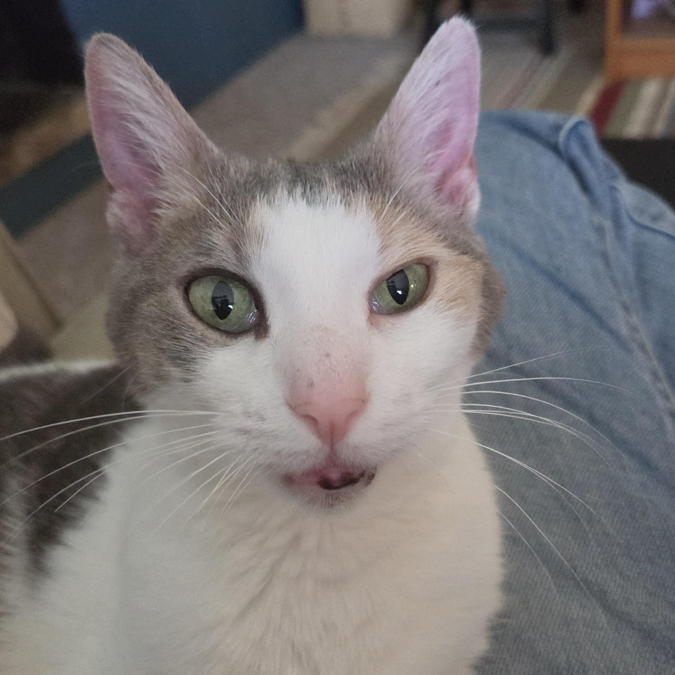 Luna, an adoptable Domestic Short Hair in Syracuse, NY image 5/5
