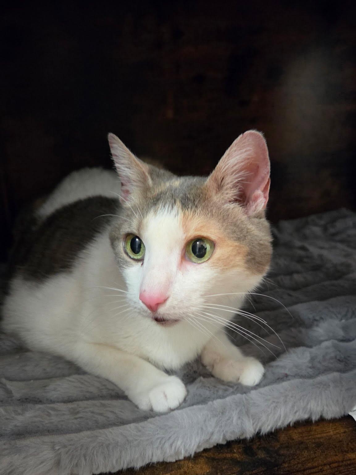 Luna, an adoptable Domestic Short Hair in Syracuse, NY image 1/5