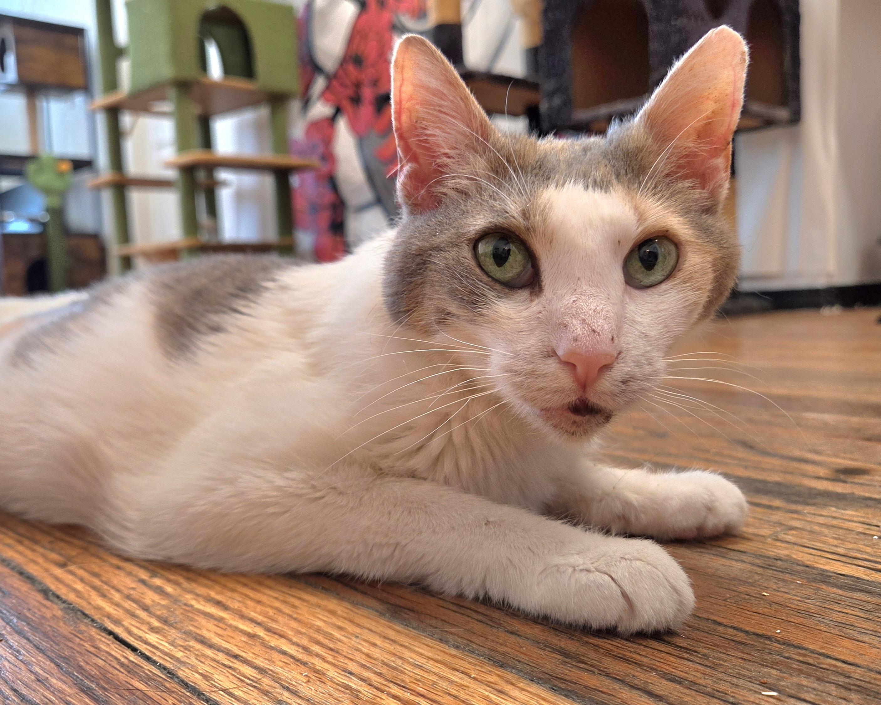 Luna, an adoptable Domestic Short Hair in Syracuse, NY image 2/5