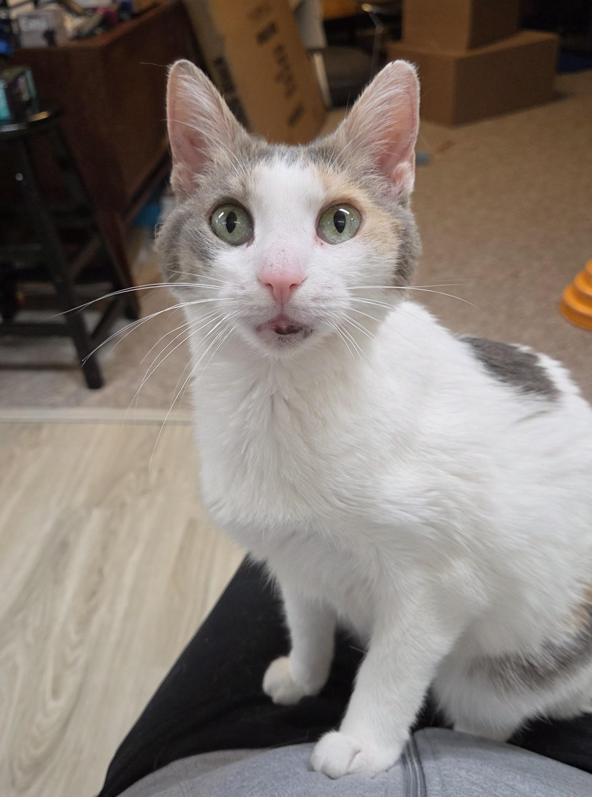 Luna, an adoptable Domestic Short Hair in Syracuse, NY image 4/5