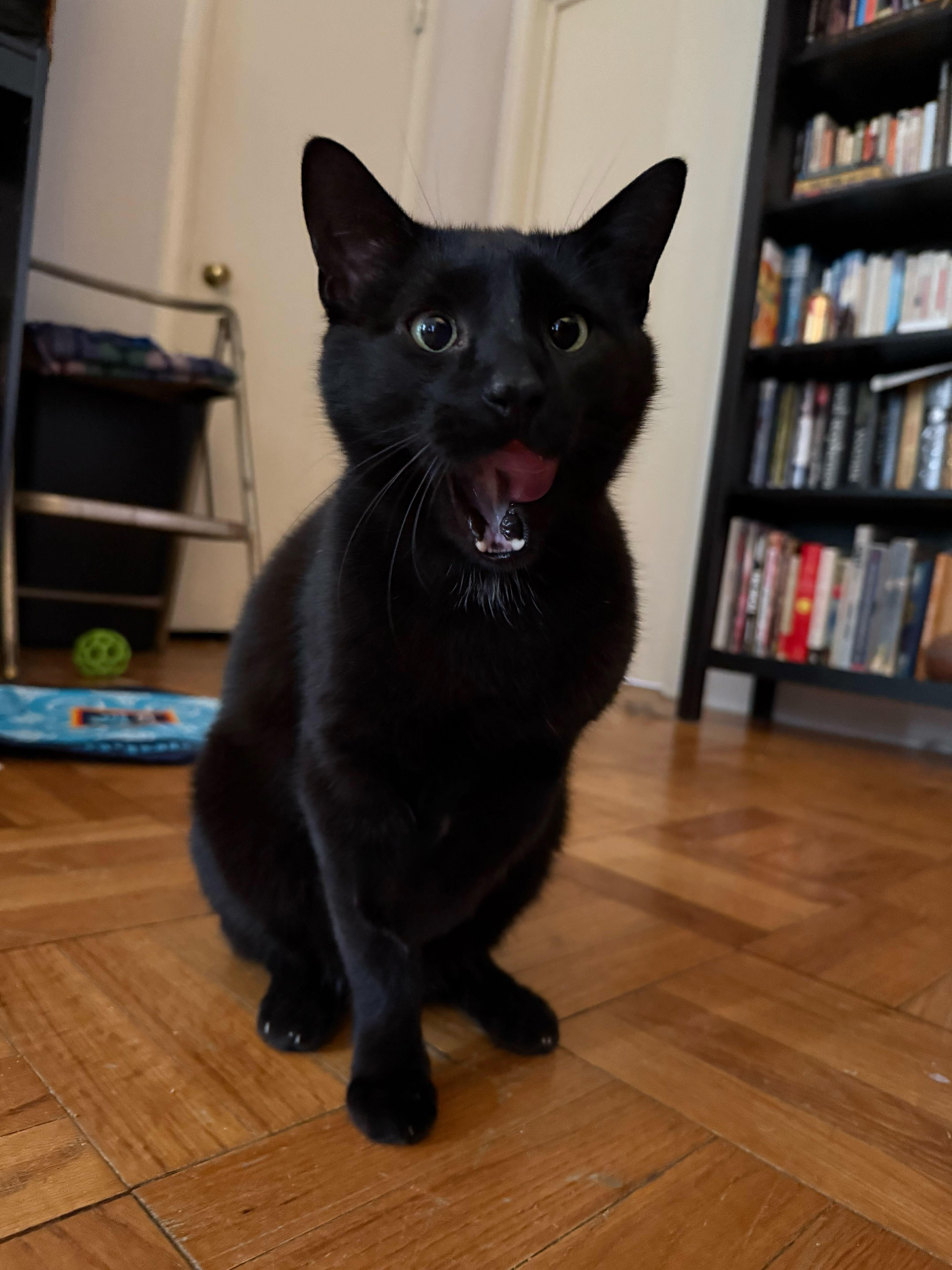 Enlarge Mulan, a Adoptable Domestic Short Hair in Evanston, IL image 3/5