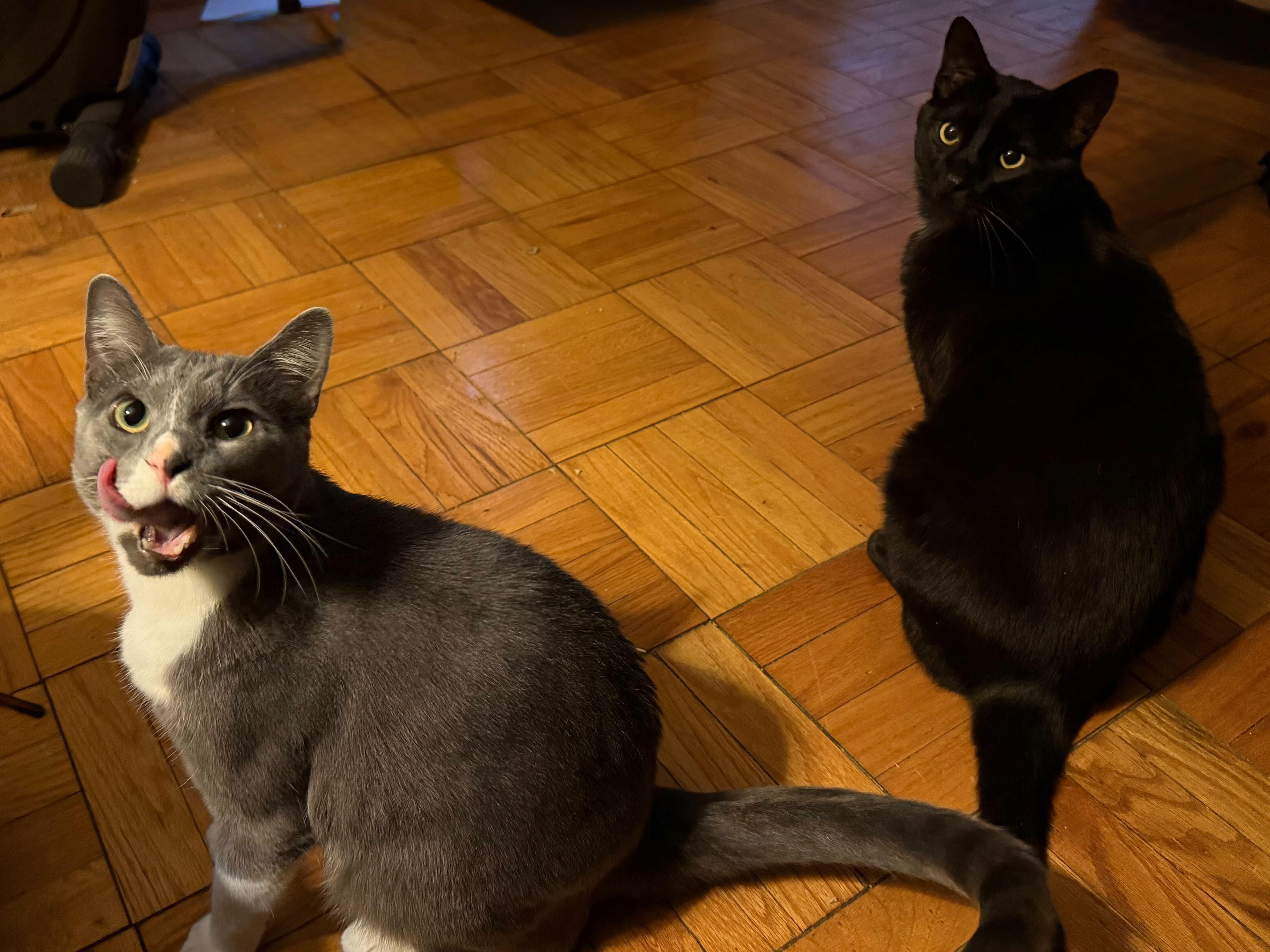 Enlarge Mulan, a Adoptable Domestic Short Hair in Evanston, IL image 2/5