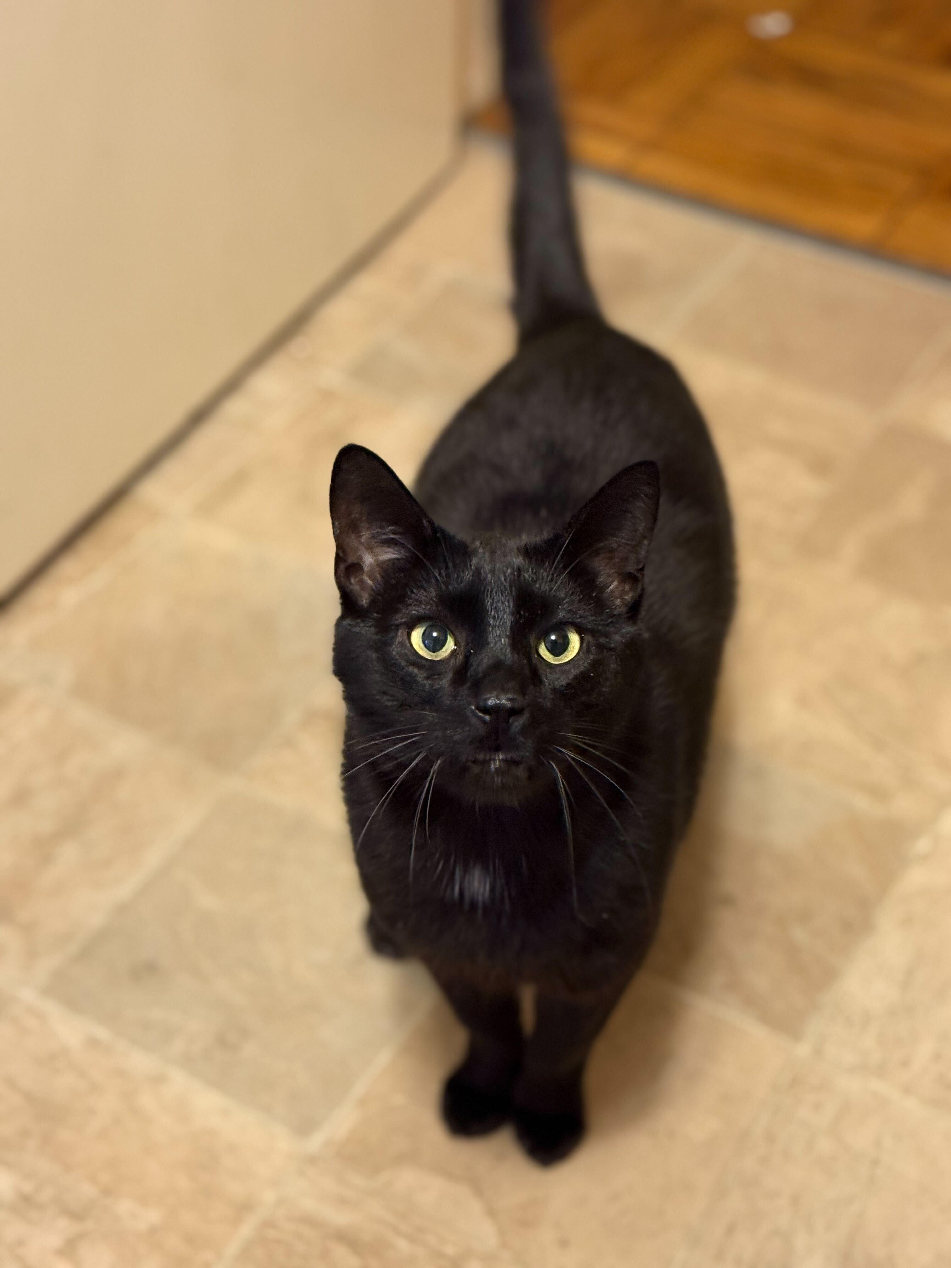 Enlarge Mulan, a Adoptable Domestic Short Hair in Evanston, IL image 1/5