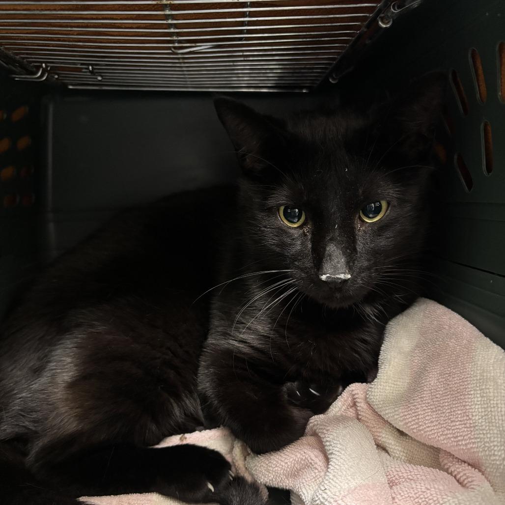 Mulan, a Adoptable Domestic Short Hair in Evanston, IL image 3/4