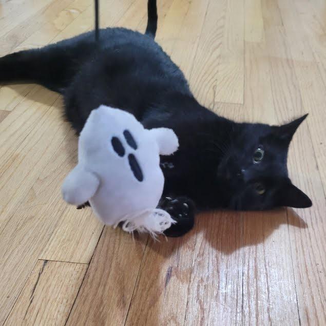 Mulan, a Adoptable Domestic Short Hair in Evanston, IL image 4/4