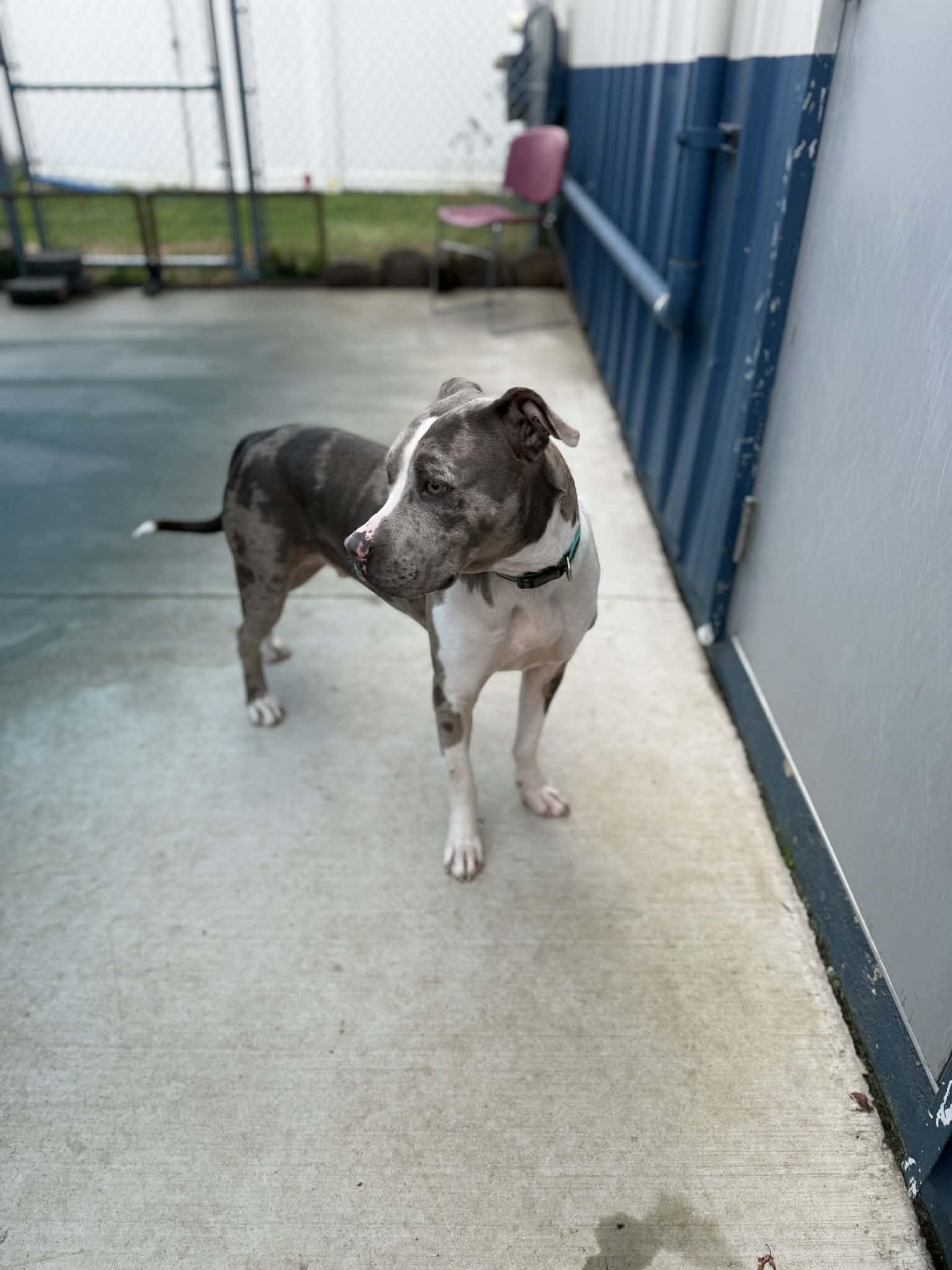 Enlarge Patrick, a Adoptable mixed breed in Kalamazoo, MI image 4/5