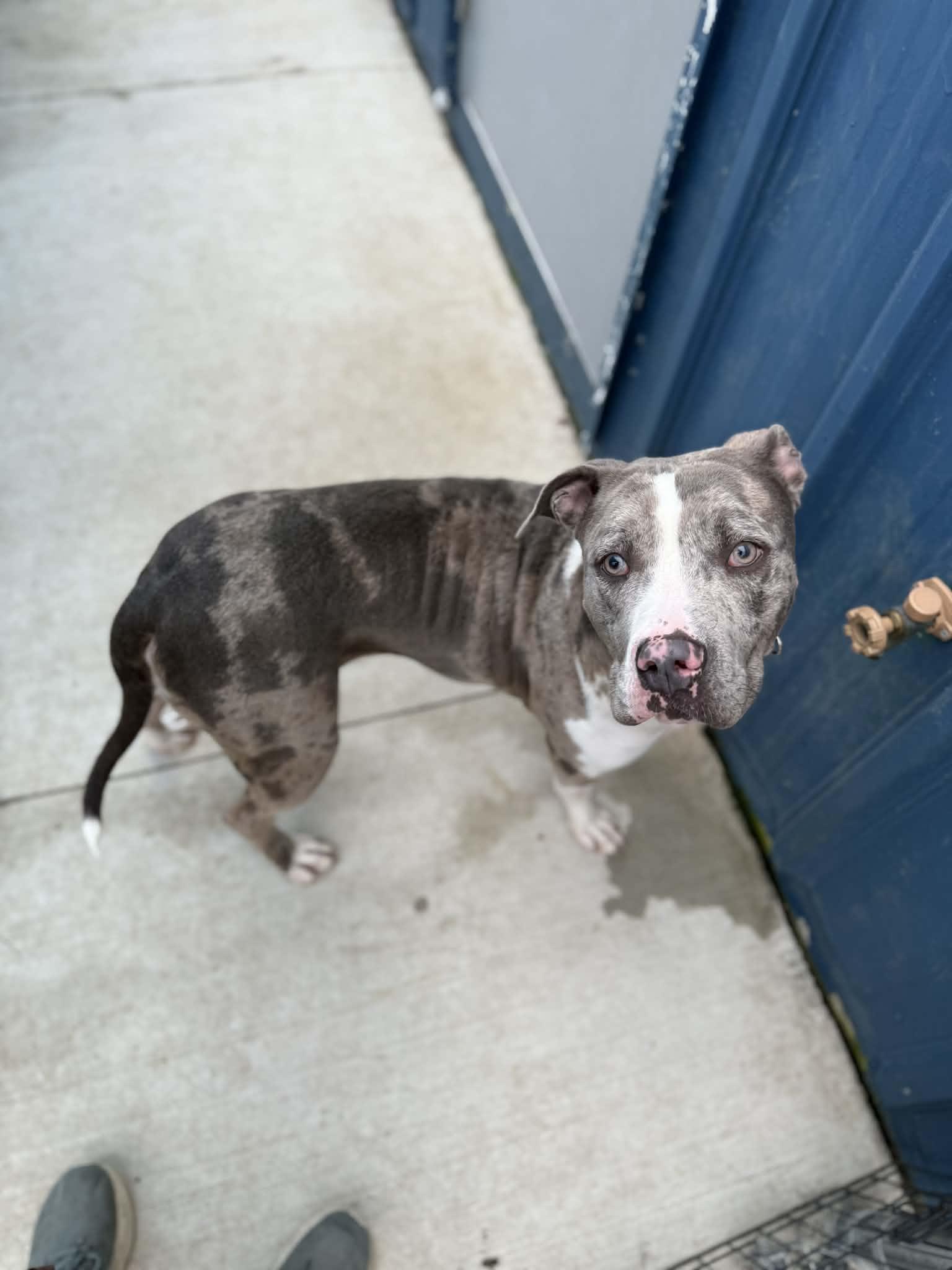 Enlarge Patrick, a Adoptable mixed breed in Kalamazoo, MI image 2/5