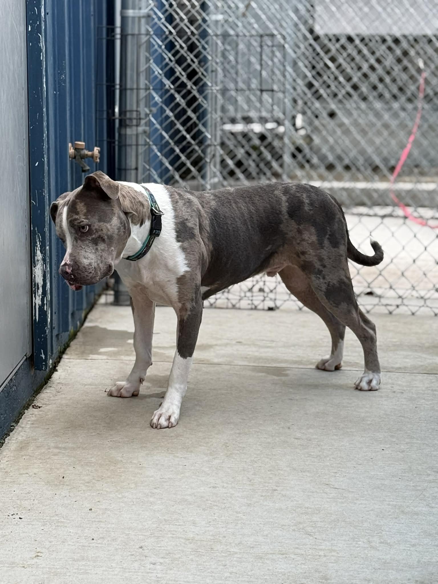 Enlarge Patrick, a Adoptable mixed breed in Kalamazoo, MI image 3/5