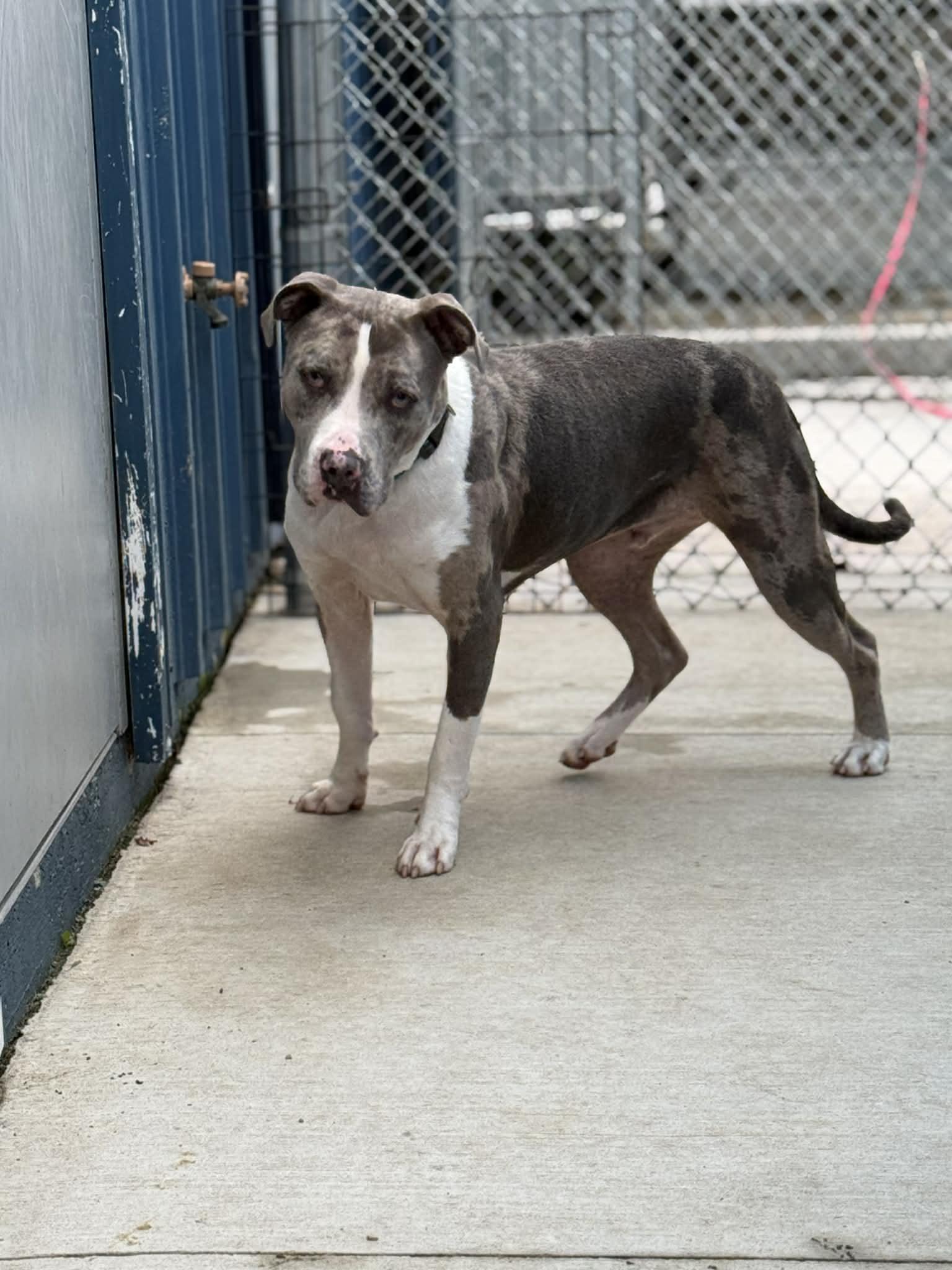 Patrick, Adoptable, Young Male Catahoula Leopard Dog & Pit Bull Terrier.