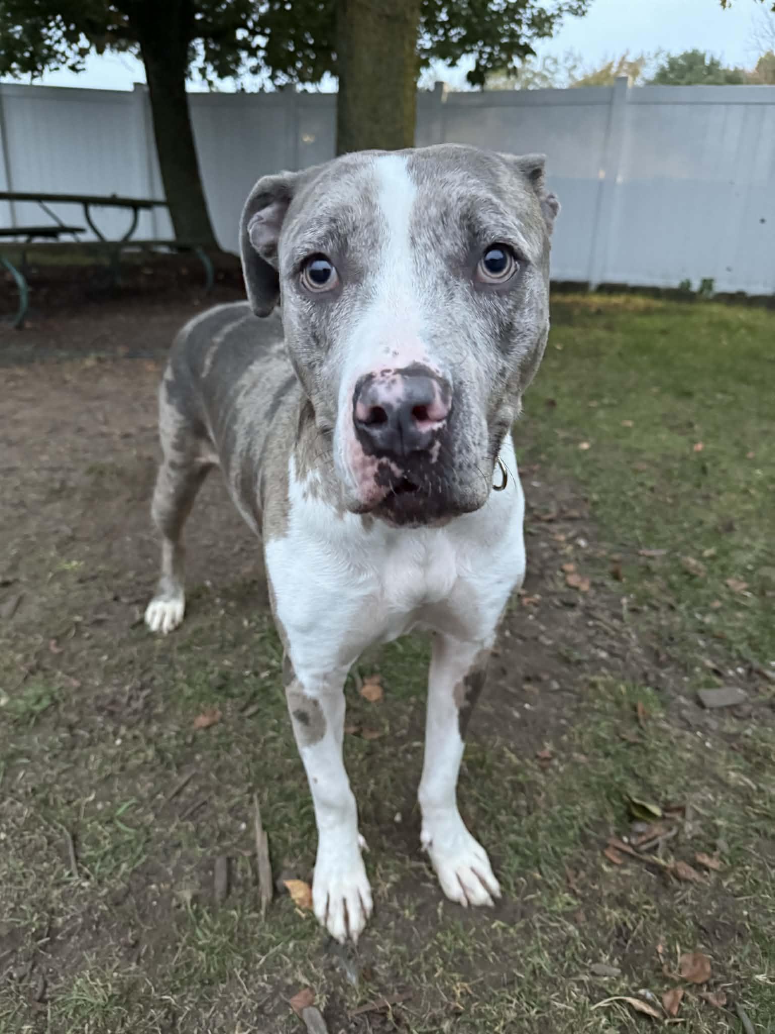 Enlarge Patrick, a Adoptable mixed breed in Kalamazoo, MI image 5/5