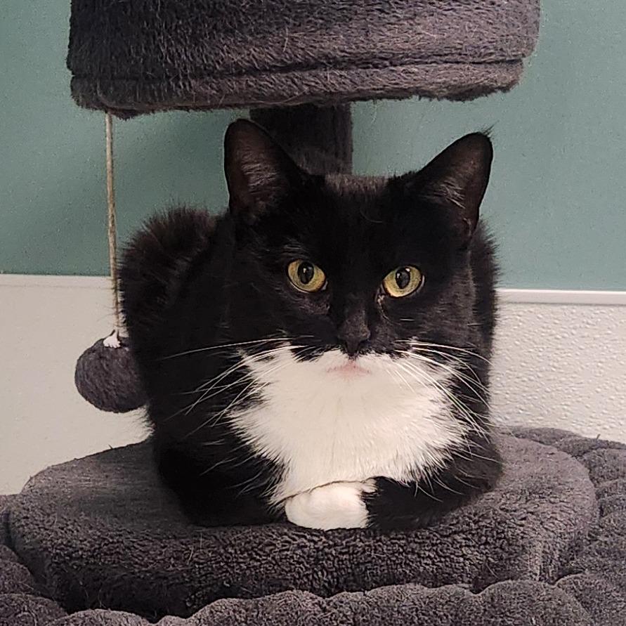 Enlarge Fuchsia, a Adoptable Domestic Short Hair in Watertown, NY image 1/5