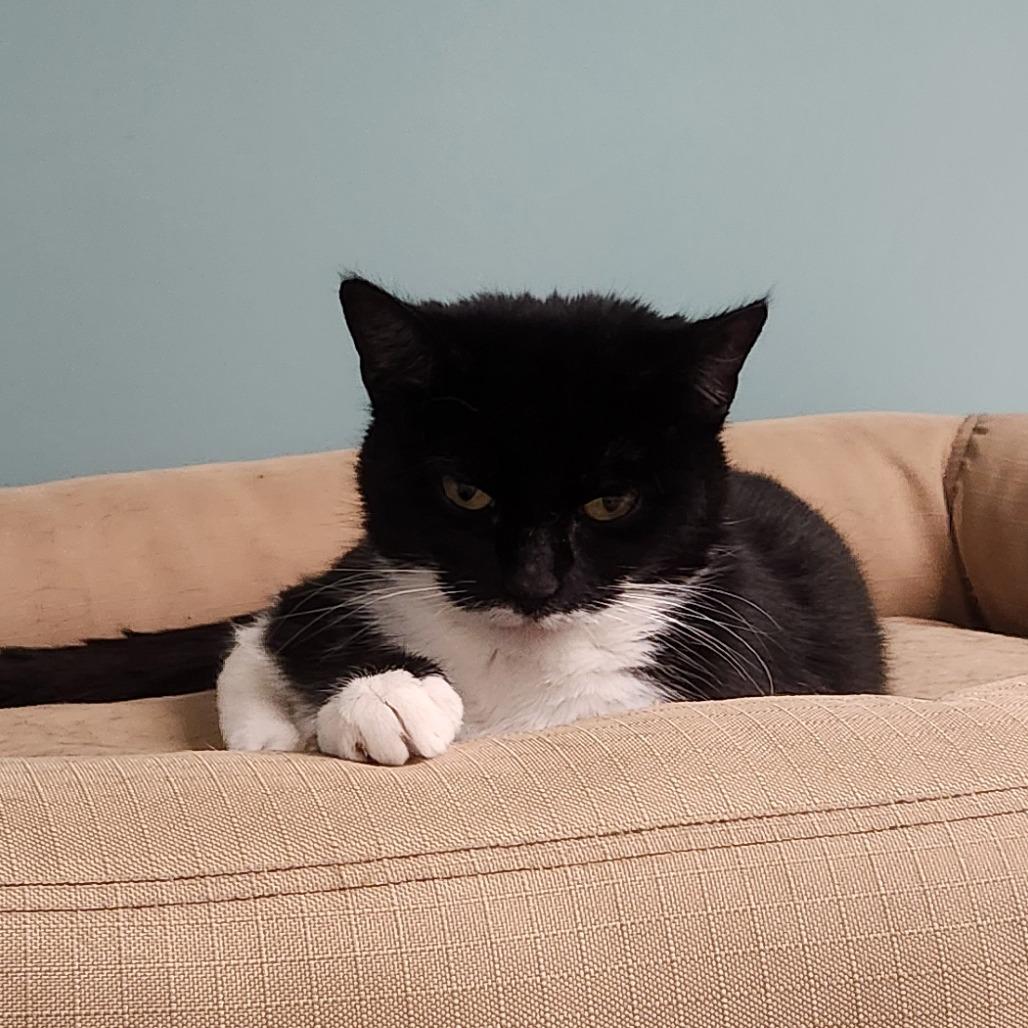 Enlarge Fuchsia, a Adoptable Domestic Short Hair in Watertown, NY image 2/5