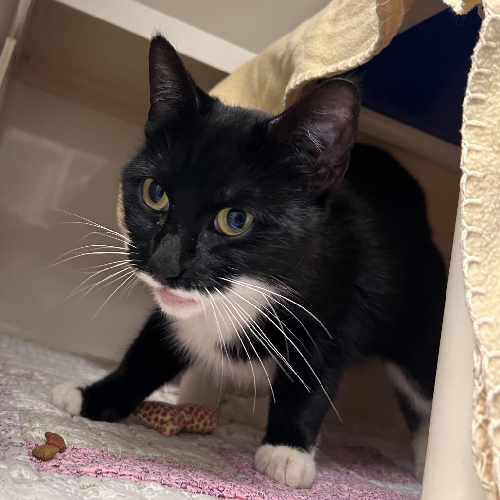 Enlarge Fuchsia, a Adoptable Domestic Short Hair in Watertown, NY image 4/5