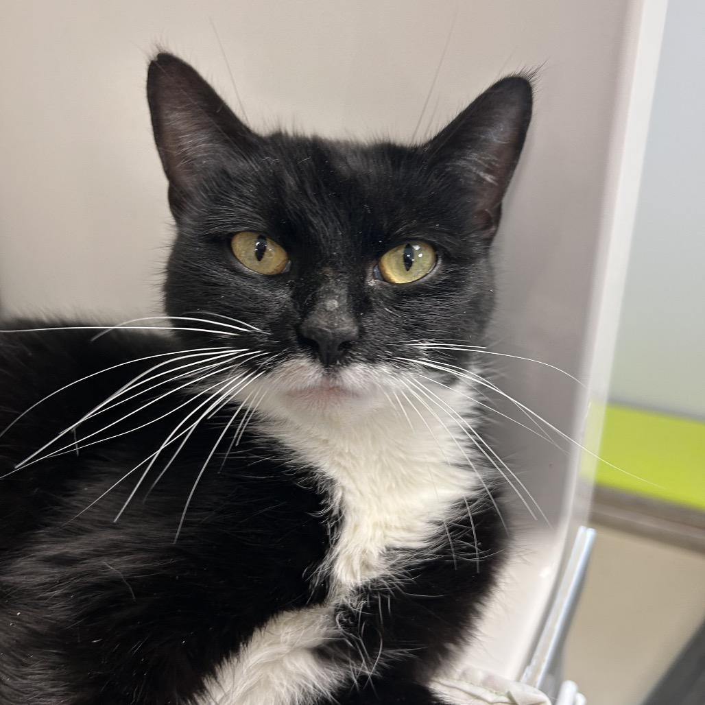 Enlarge Fuchsia, a Adoptable Domestic Short Hair in Watertown, NY image 5/5