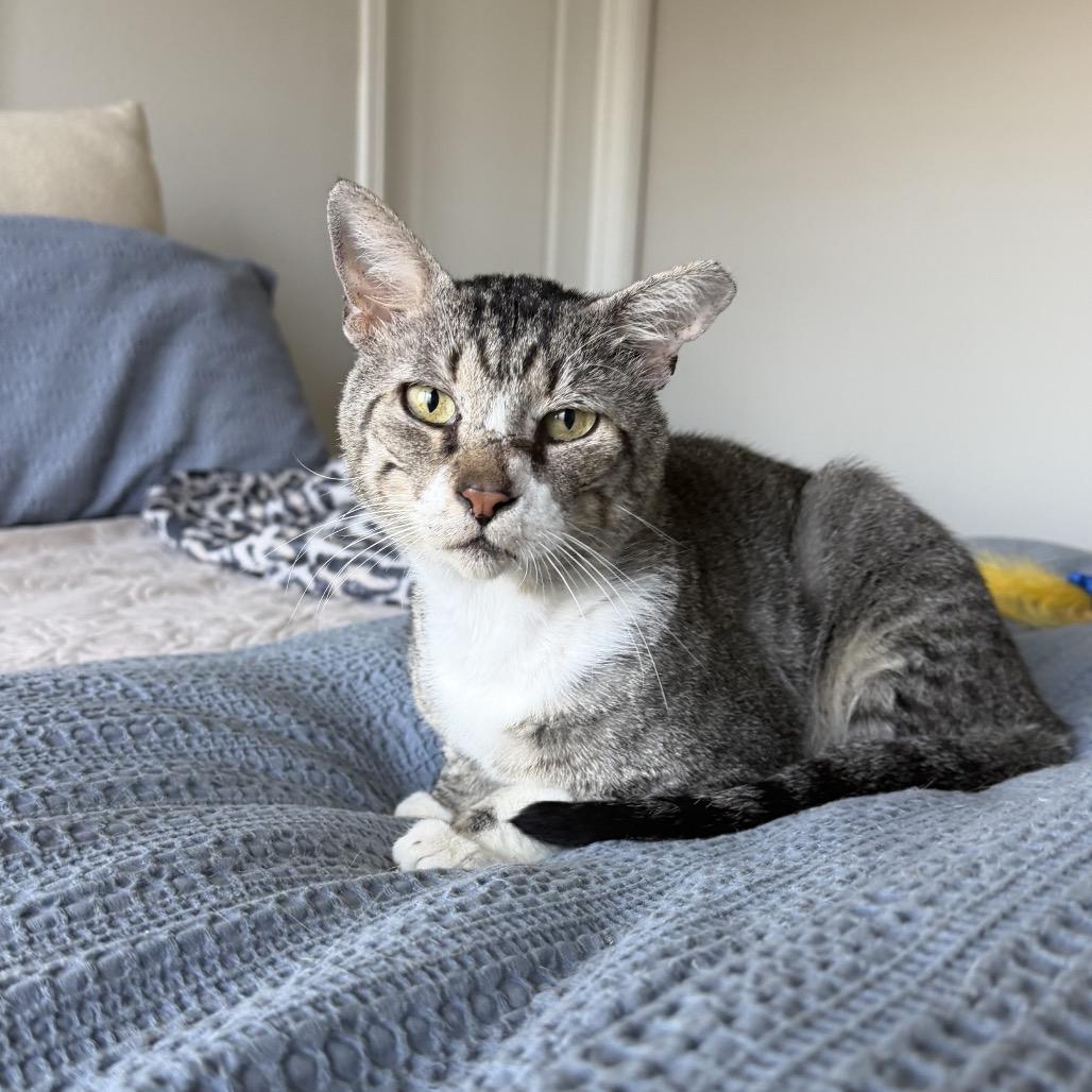 Thomas, Adoptable, Adult Male Domestic Short Hair.