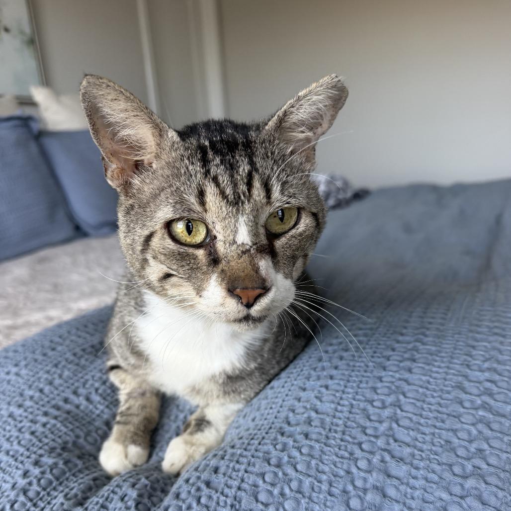 Enlarge Thomas, a Adoptable Domestic Short Hair in Crowley, TX image 2/2