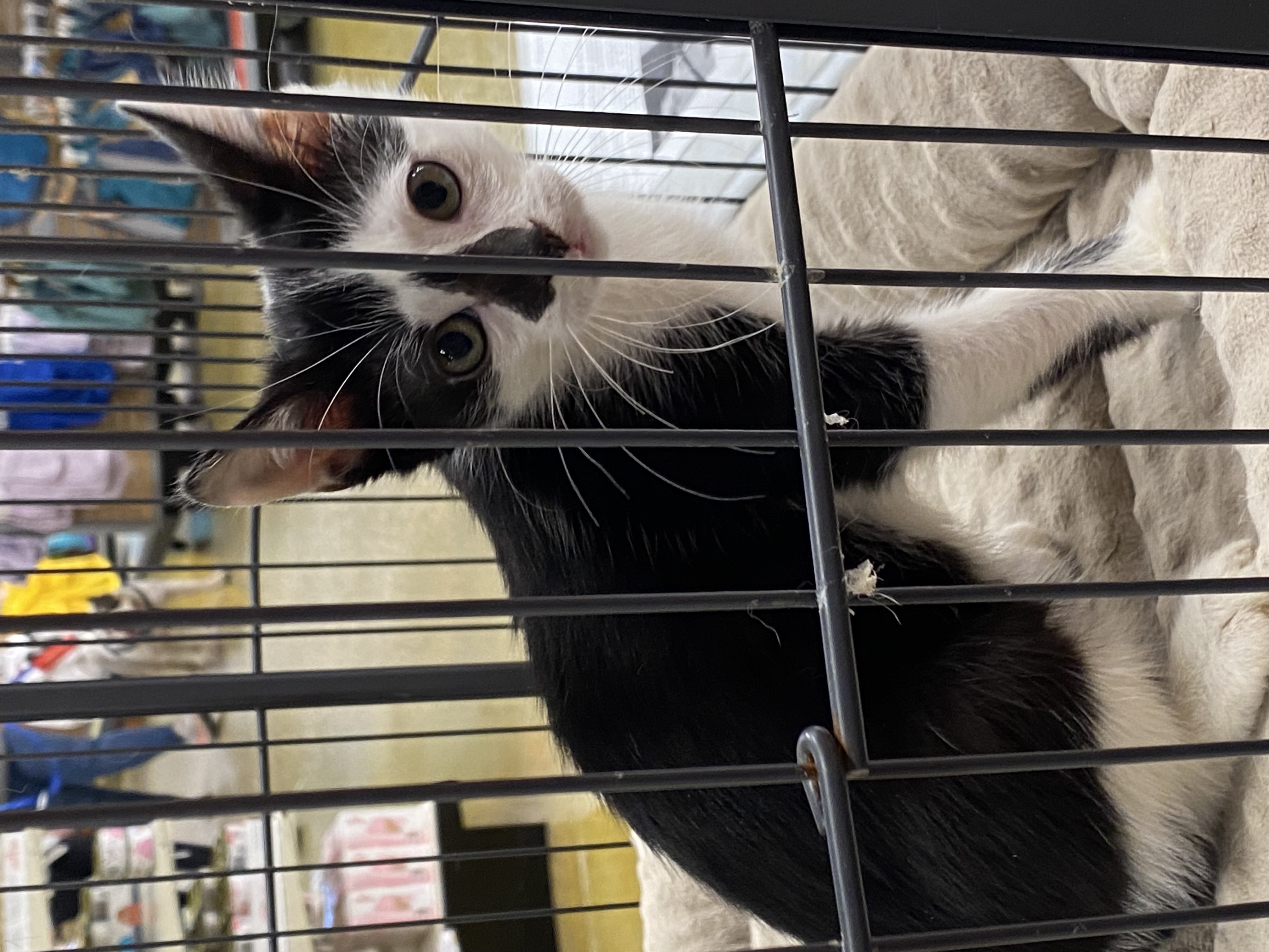 Patch, Adopted, Kitten Male Domestic Short Hair.