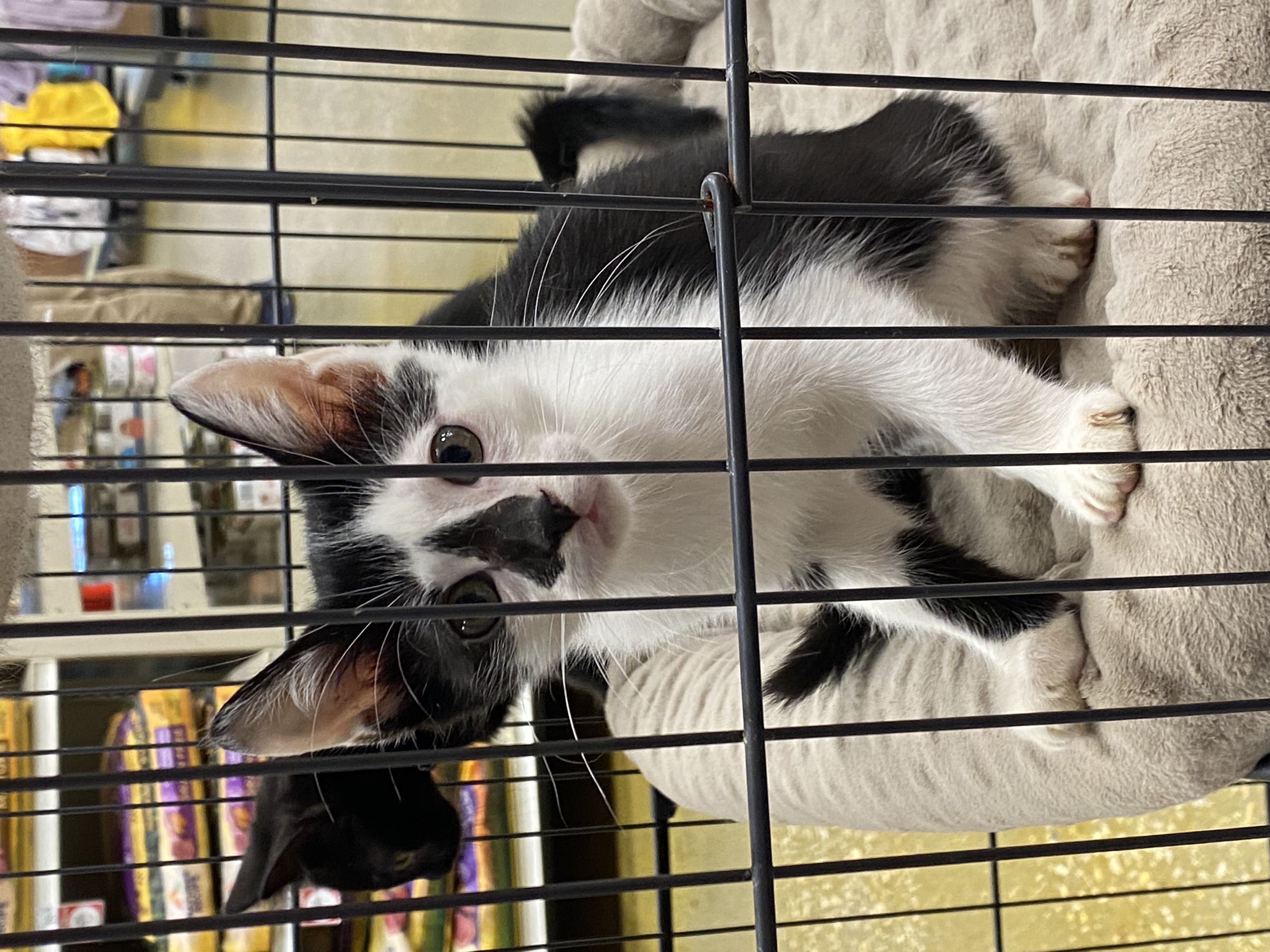 Enlarge Patch, a Adopted Domestic Short Hair in Beaumont, TX image 2/2