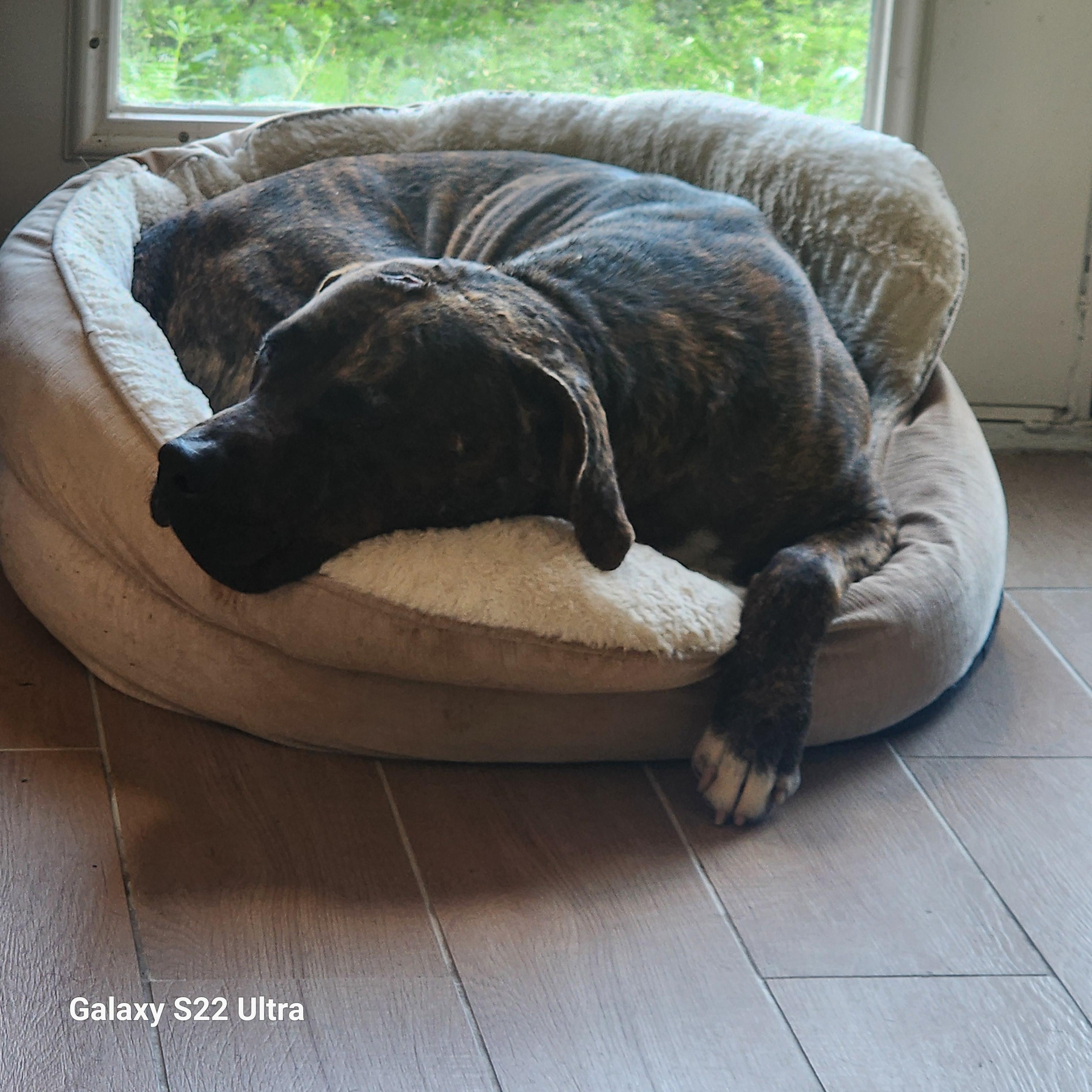 Moose, adopted, Adult Male Boxer & Labrador Retriever.