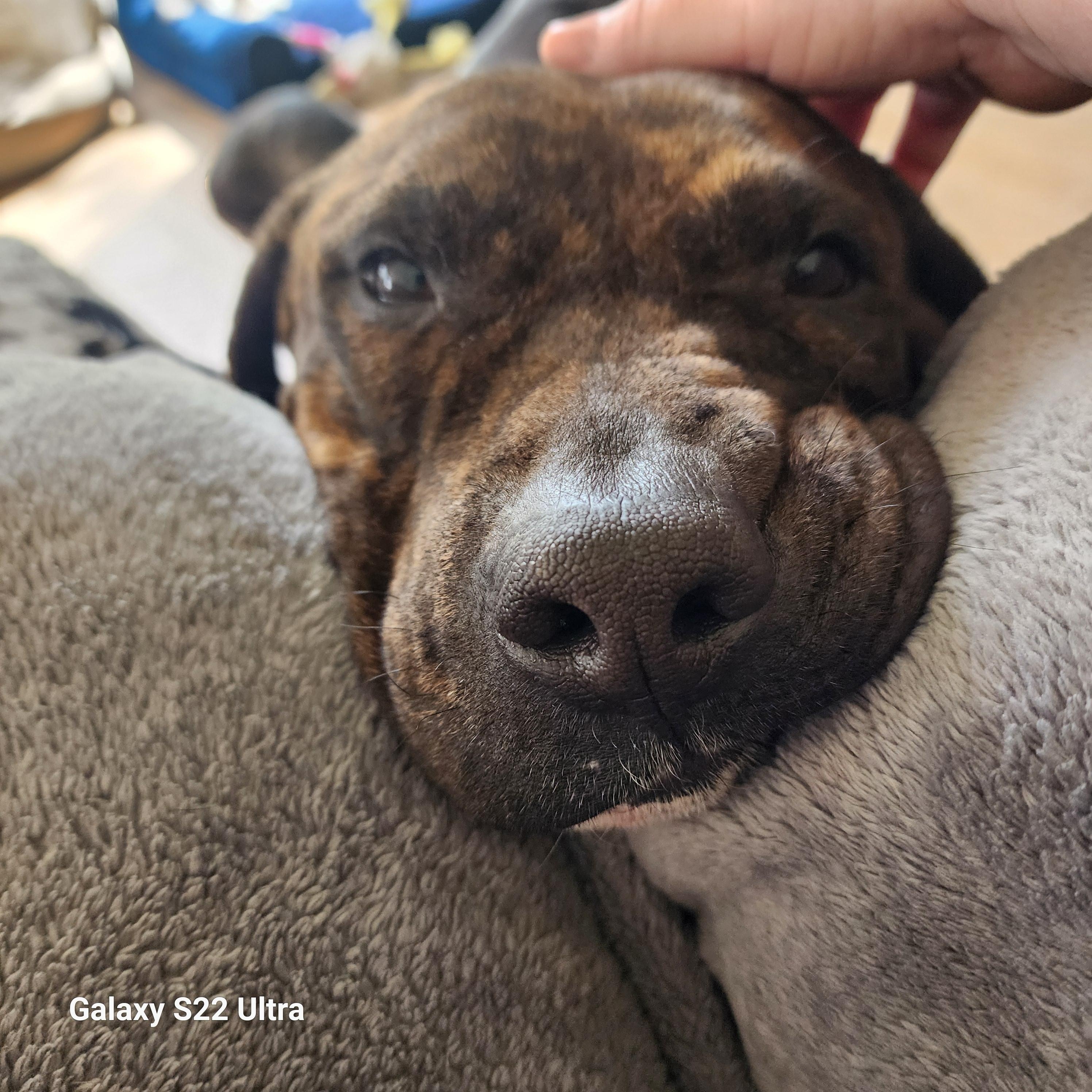 Moose, an adopted mixed breed in Liverpool, TX image 2/2