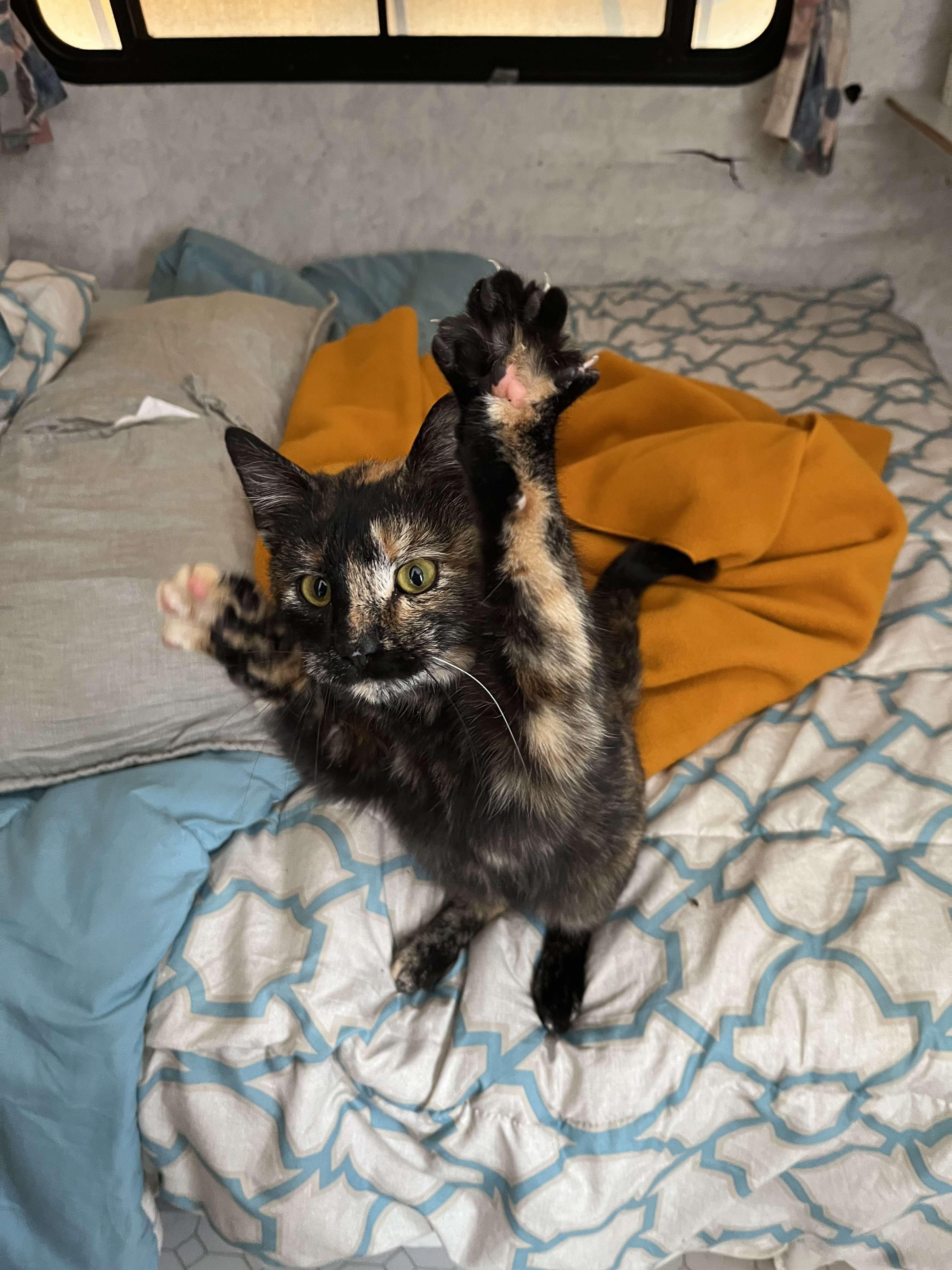 Meggy, Adopted, Young Female Domestic Short Hair.