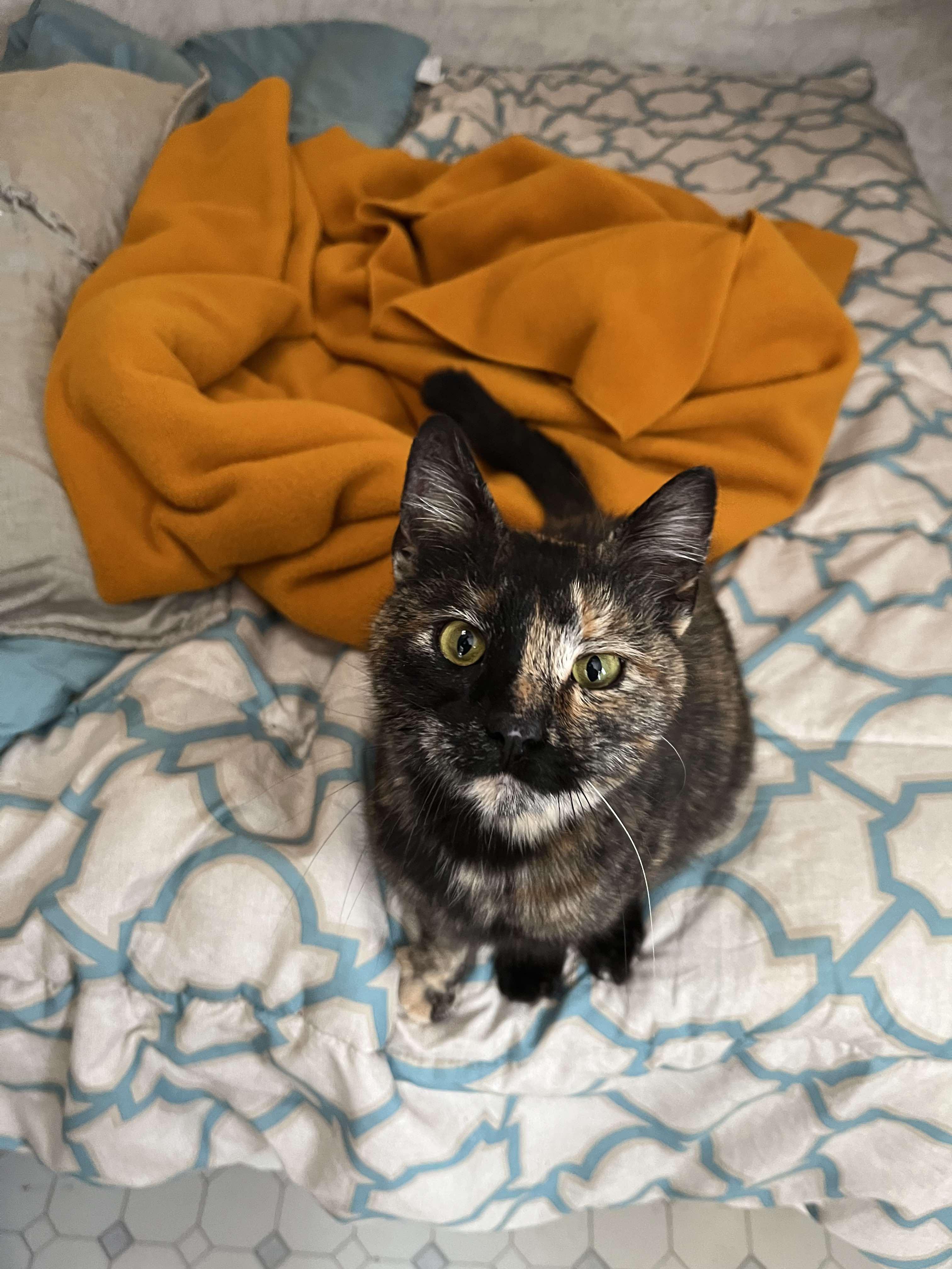 Enlarge Meggy, a Adopted Domestic Short Hair in Londonderry, OH image 2/5