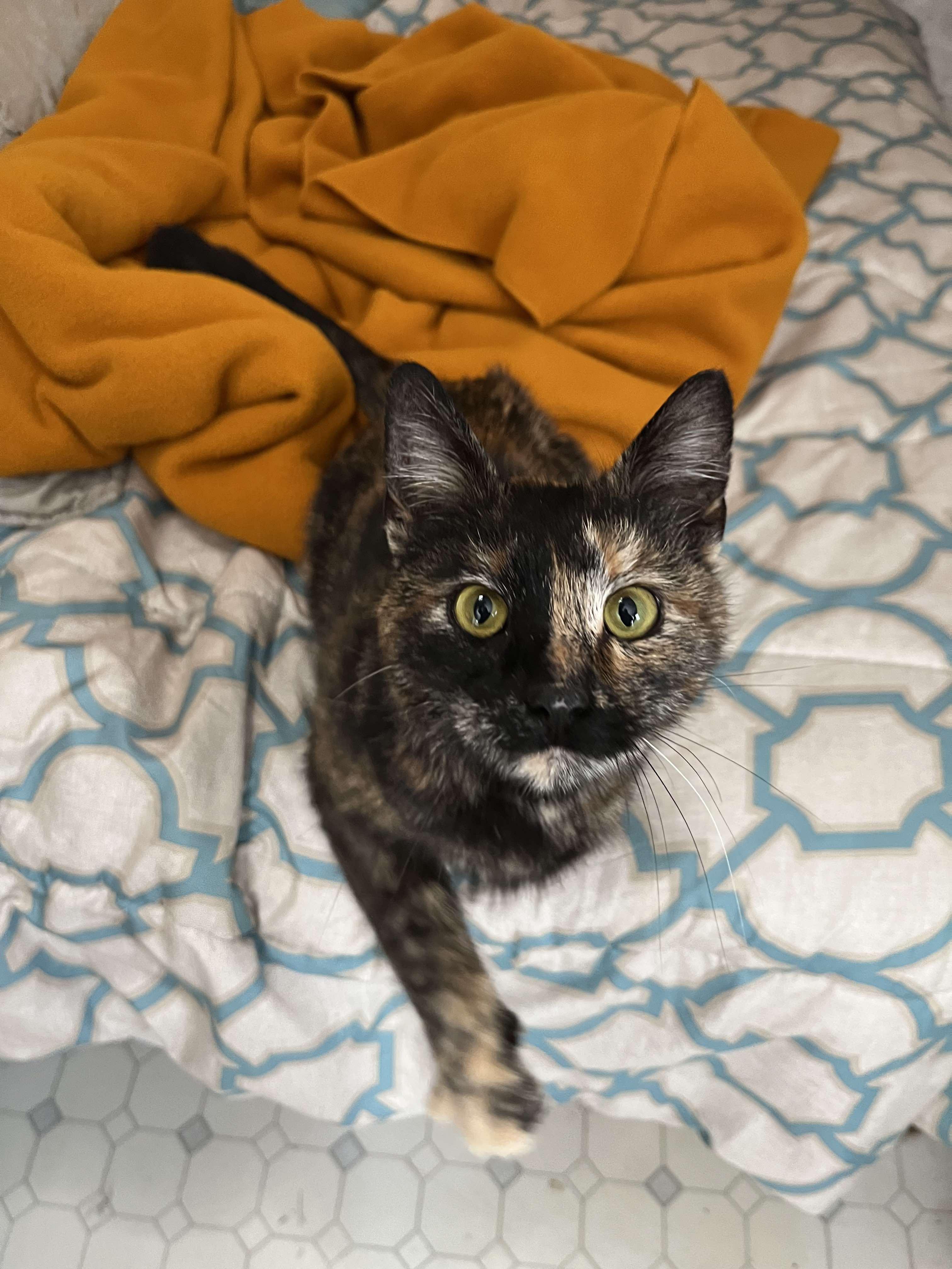 Enlarge Meggy, a Adopted Domestic Short Hair in Londonderry, OH image 3/5