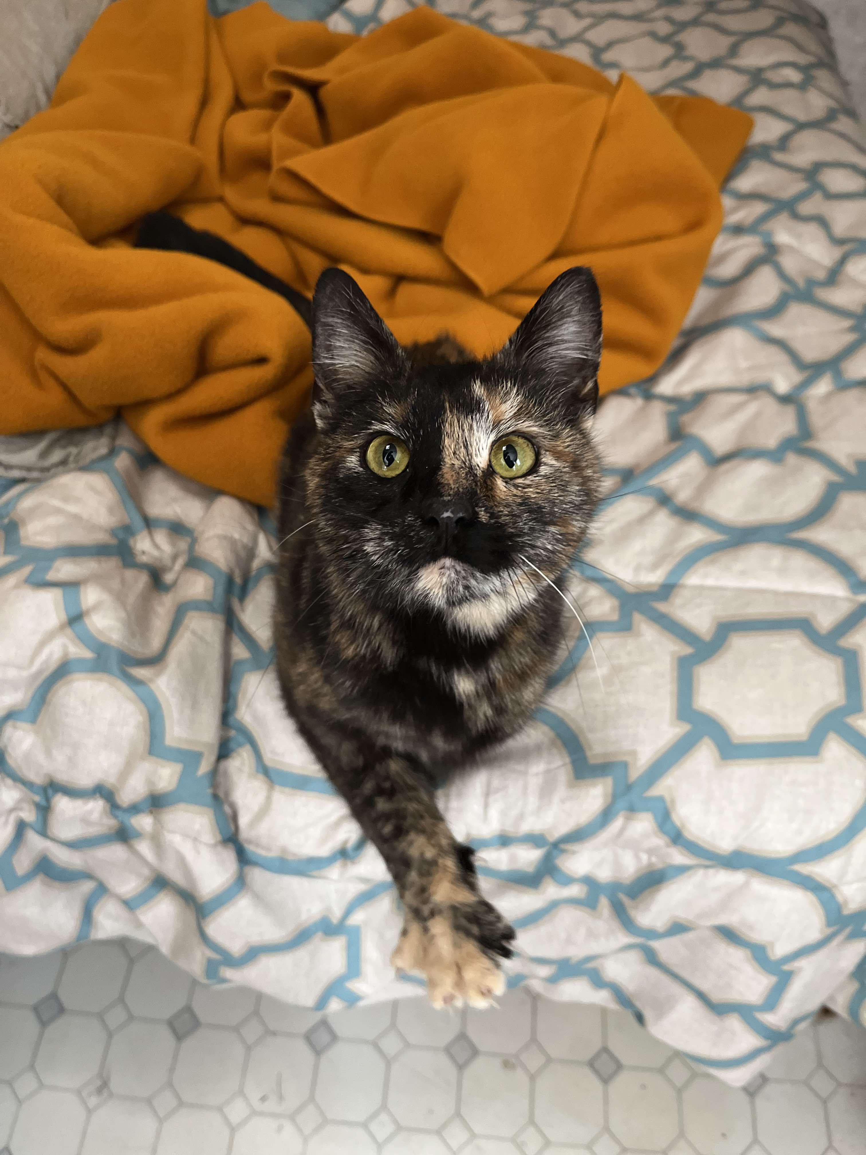 Enlarge Meggy, a Adopted Domestic Short Hair in Londonderry, OH image 4/5