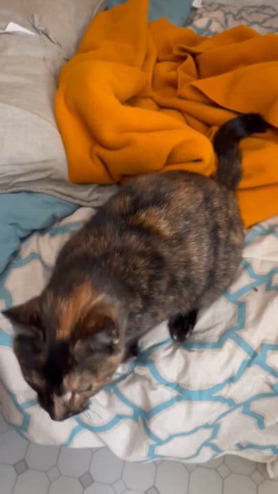 Enlarge Meggy, a Adopted Domestic Short Hair in Londonderry, OH video 5/5