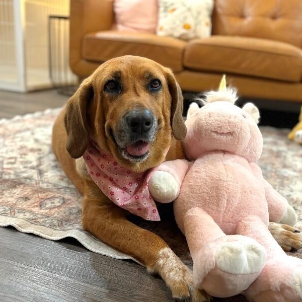 Enlarge Pumpkin Lumpkin Squishy Princess, a Adoptable mixed breed in Halifax, NS image 1/6