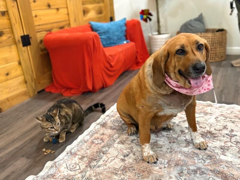 Enlarge Pumpkin Lumpkin Squishy Princess, a Adoptable mixed breed in Halifax, NS image 5/6