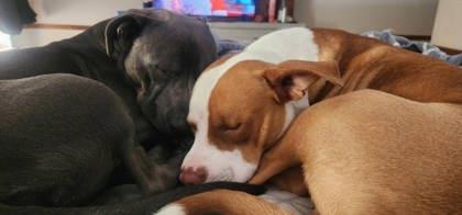 Piggy Macchiato, Adoptable, Young Male Pit Bull Terrier & Mixed Breed.