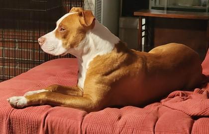 Piggy Macchiato, Adoptable, Young Male Pit Bull Terrier & Mixed Breed.