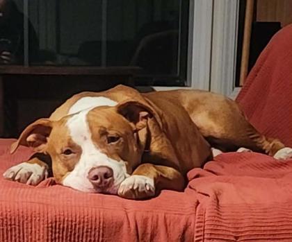 Enlarge Piggy Macchiato, a Adoptable mixed breed in West Memphis, AR image 2/3